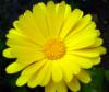 Yellow Flower (gj)