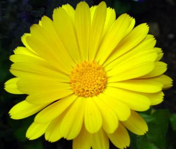 Yellow Flower (gj)