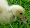 Duckling (gj)