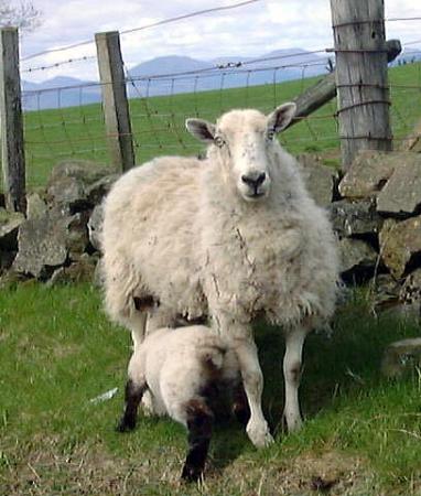 Ewe looking at me?